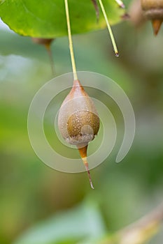 Jacktree Sinojackia xylocarpa ovoidÂ brown fruit